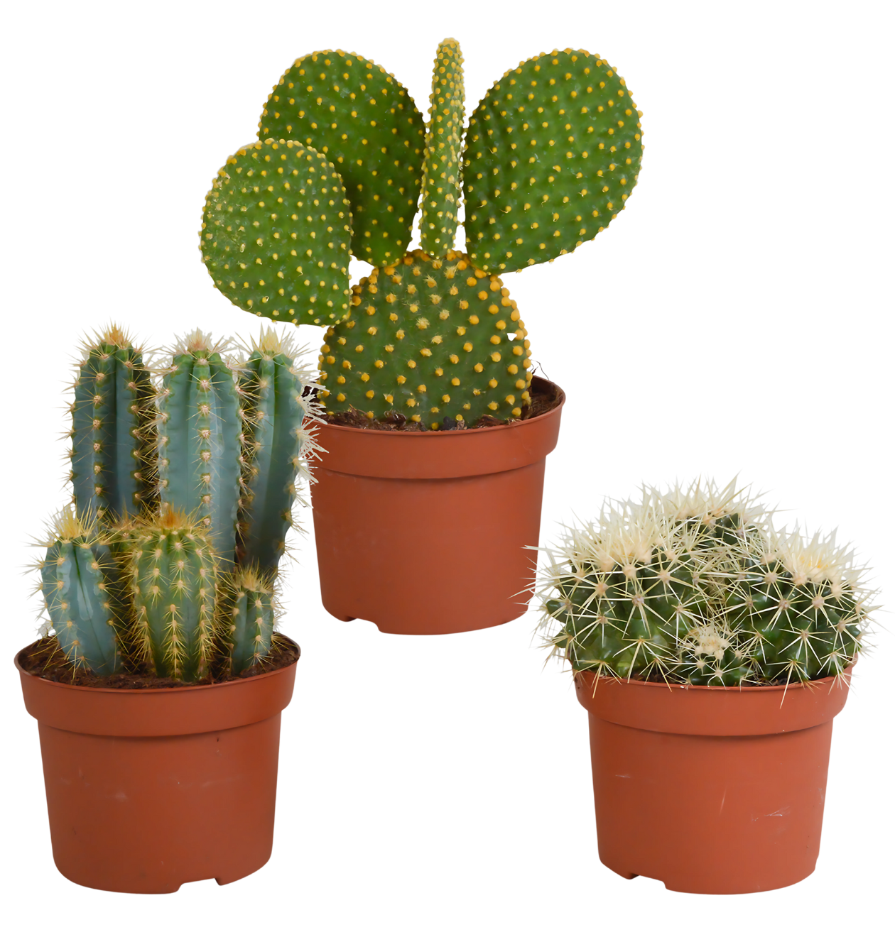 artikel8821 1260 x 1320 px png