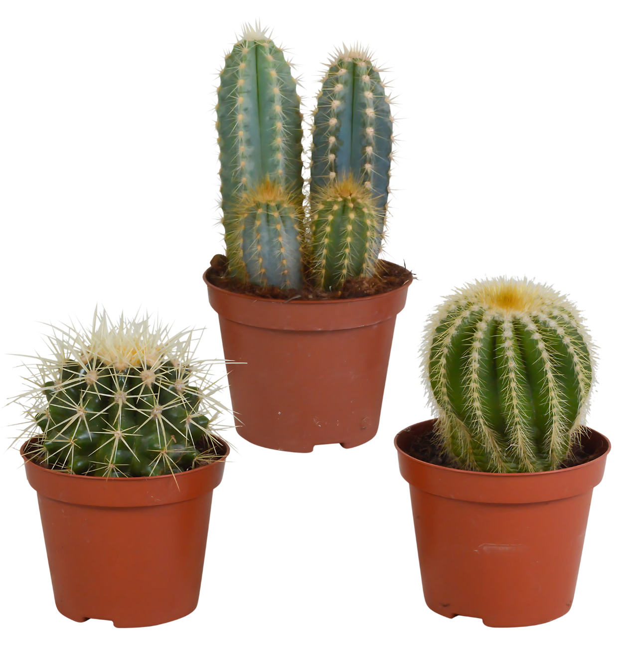 Kakteen 3er-Set (Ohne Topf) | Kaktus Mix | +/- 8-13cm | ø 8,5cm Topf 1 Kakteen 3er-Set (Ohne Topf) | Kaktus Mix | +/- 8-13cm | ø 8,5cm Topf