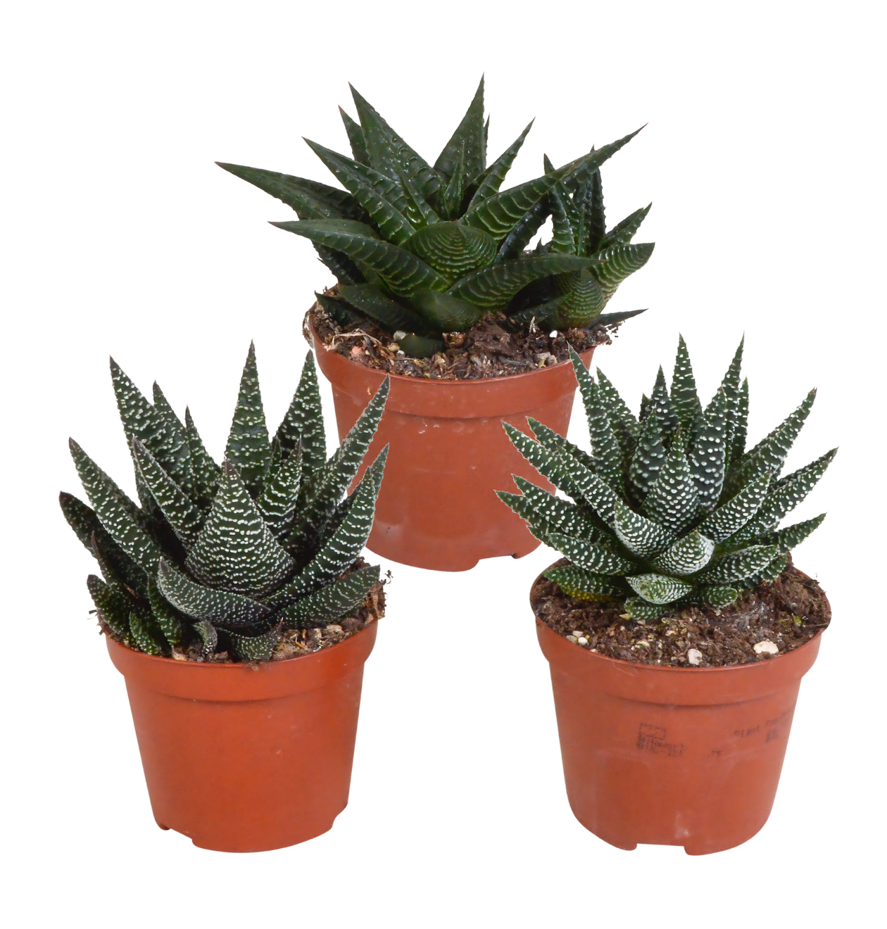 Gasteria & Haworthia Mix 3er-Set | Sukkulenten Mix | +/- 13-18cm | ø 8,5cm 1 Gasteria & Haworthia Mix 3er-Set | Sukkulenten Mix | +/- 13-18cm | ø 8,5cm