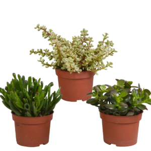 Crassula Mix 3er-Set (Ohne Topf) | Sukkulenten | +/- 15-20cm | ø 10,5cm Topf