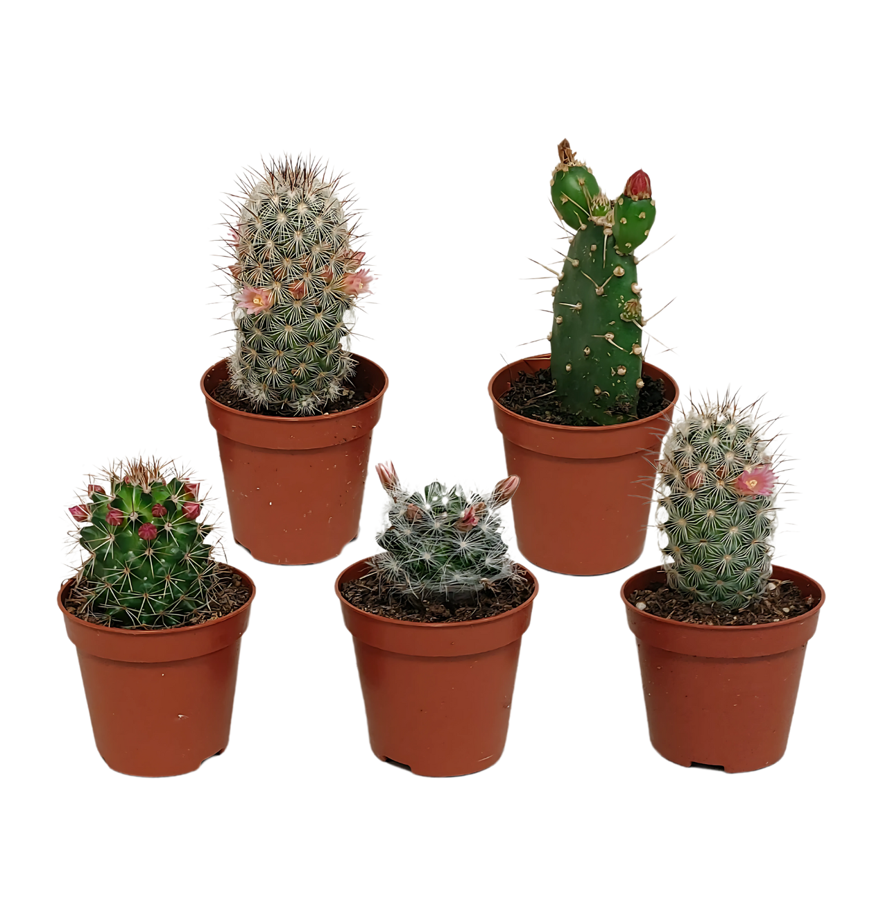 artikel8848 1260 x 1320 px png