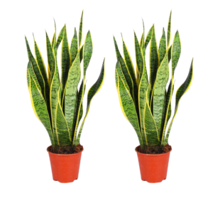 2er-Set Bogenhanf | Sansevieria | +/- 40-50cm | ø 12-15cm Topf