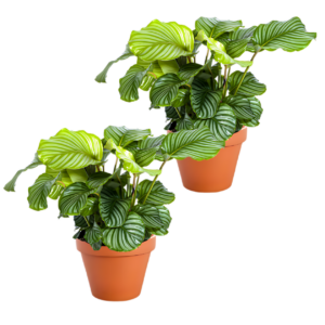 2er-Set | Calathea Mix | +/- 40-50cm | ø 12-15cm Topf