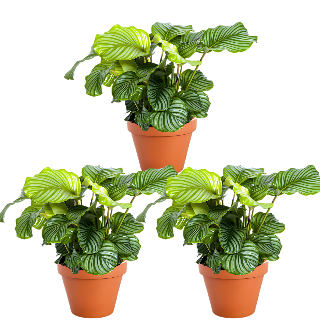 calathea 3er png