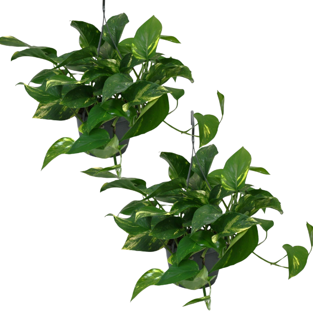 2er-Set Efeutute | Epipremnum aureum | +/- 30-35cm | ø 12-15cm Topf 1 2er-Set Efeutute | Epipremnum aureum | +/- 30-35cm | ø 12-15cm Topf