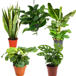 5er-Set “Exotica” | Bananenpflanze | Korbmarante | Affenblatt | Efeutute | Bogenhanf | +/- 25-50cm | ø 12-15cm Topf