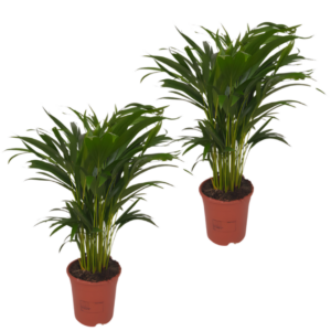 2er-Set Goldfruchtpalme | Areca-Palme | +/- 40-50cm | ø 12-15cm Topf