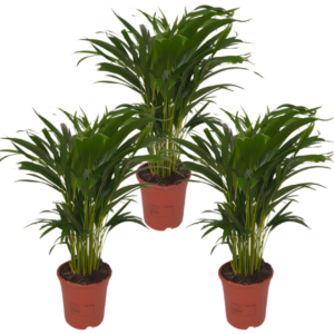 3er-Set Goldfruchtpalme | Areca-Palme | +/- 40-50cm | ø 12-15cm Topf