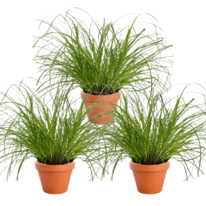 3er-Set | Katzengras | +/- 20-30cm | ø 12-15cm Topf