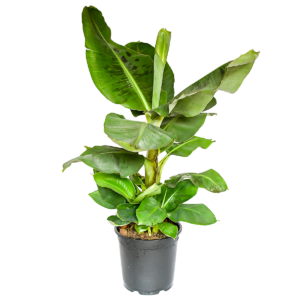 Musa | Bananenpflanze | +/- 50-60cm | ø 12-15cm Topf