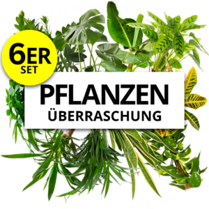 6er-Set | Pflanzenüberraschung | +/- 40-55cm | ø 12-15cm Topf