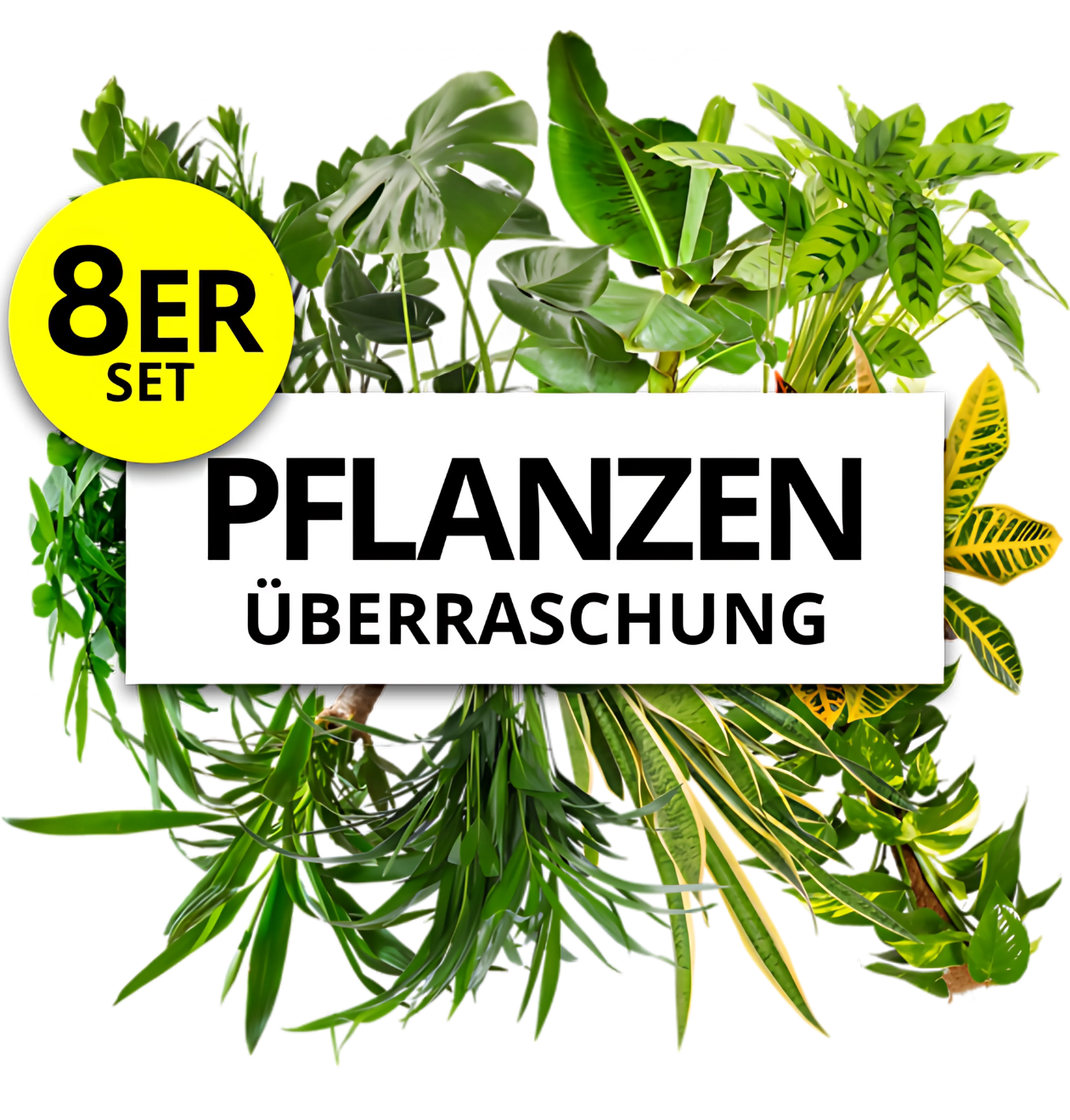 pflaplu surprise 1 8er png