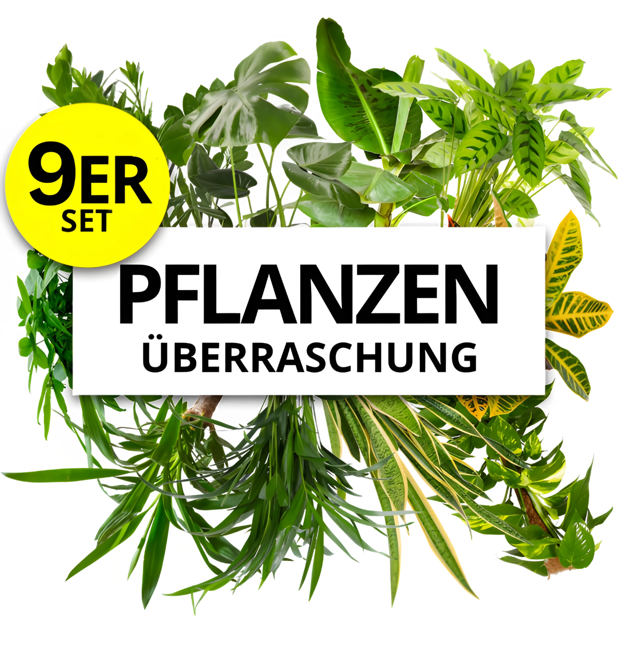 pflaplu surprise 1 9er png