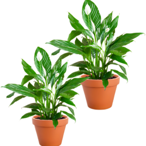 2er-Set | Spathiphyllum | “Einblatt” | +/- 40-50cm | ø 12-15cm Topf