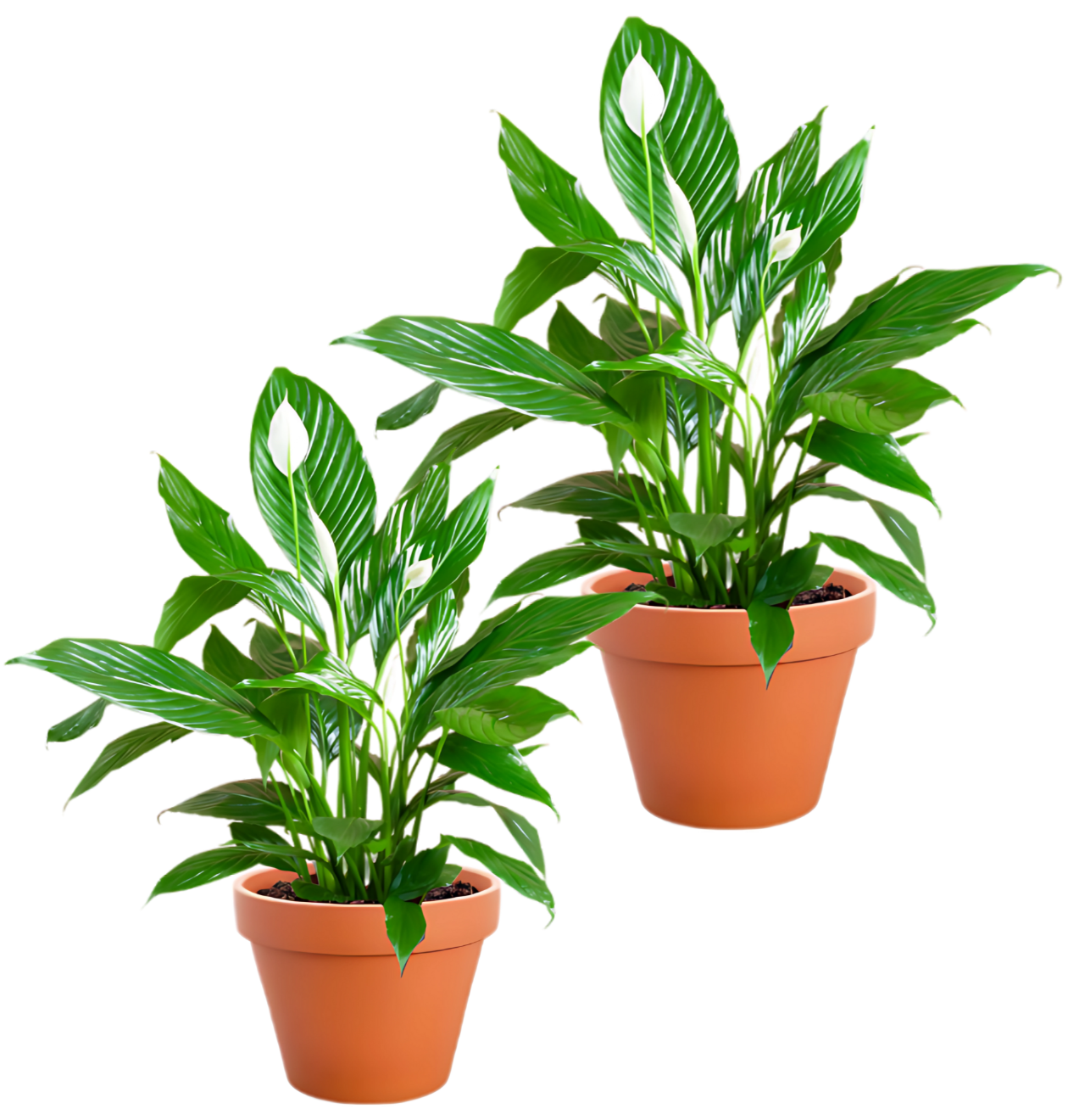 spathiphyllum 2er png