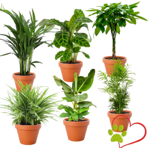 6er-Set “Tierfreund” | Bergpalme | Bananenpflanze | Goldfruchtpalme | Grünlilie | Korbmarante | Glückskastanie | +/- 30-60cm | ø 12-15cm Topf