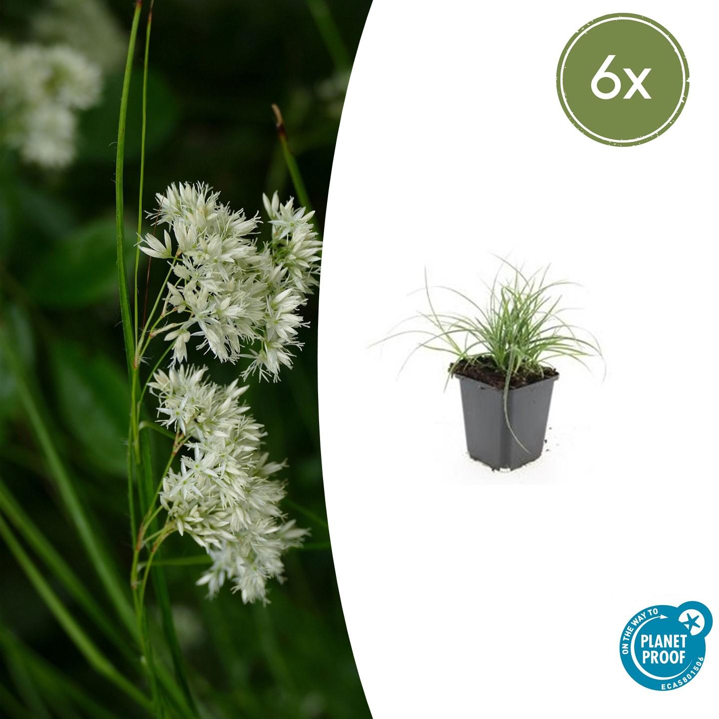 thumbnail 6000 4d17ea063a83f887