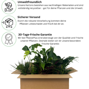 Thunbergia alata “Sunny Susy Yellow” (4 Stück) | Schwarzäugige Susanne | +/- 60cm | ø 13cm