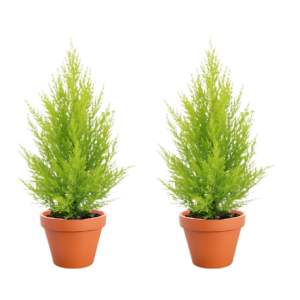 2er-Set Zimmerzypresse | Goldcrest | +/- 40-50cm | ø 12-15cm Topf