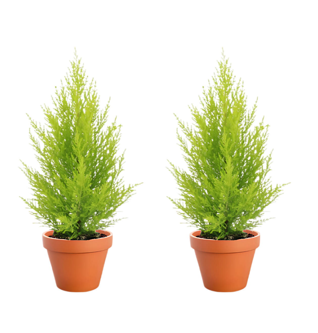 zimmerzypresse 2er png